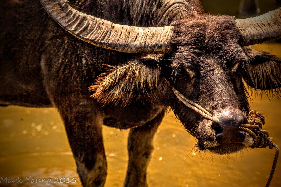 Water Buffalo