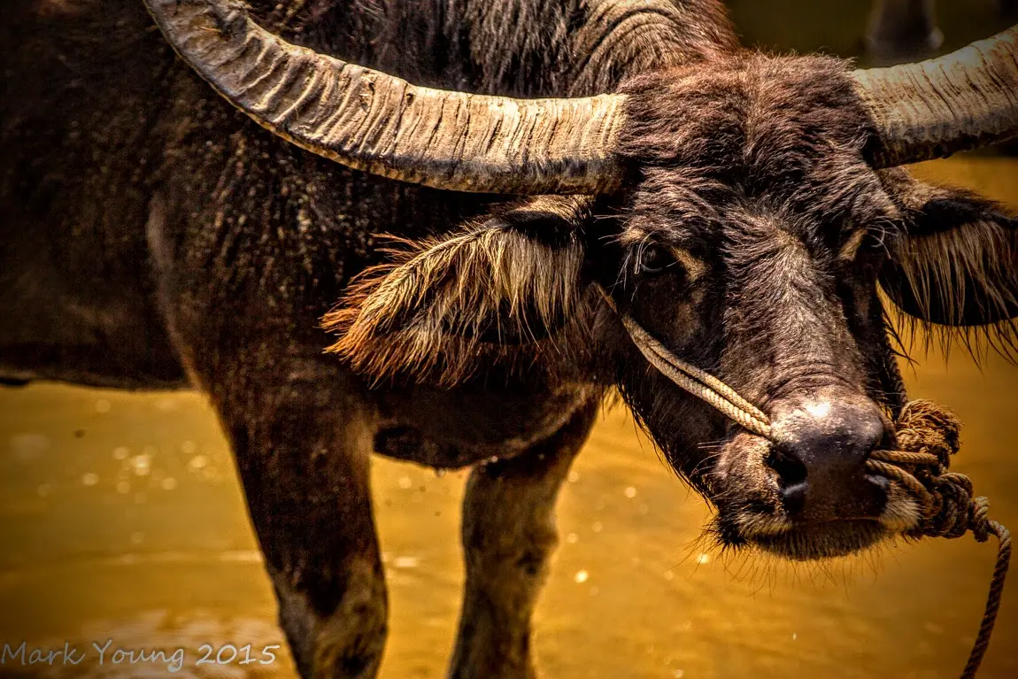 Water Buffalo