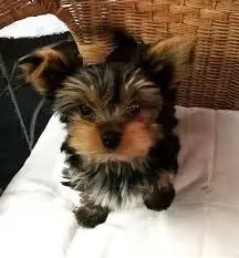 chico