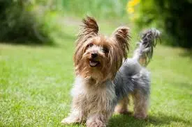 terrier