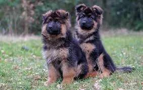 cuccioli
