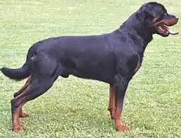 rott