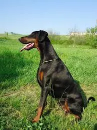 ber