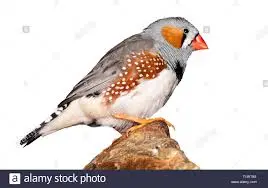 uccellino