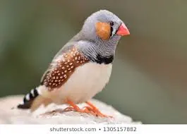 galino