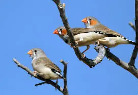 uccellini
