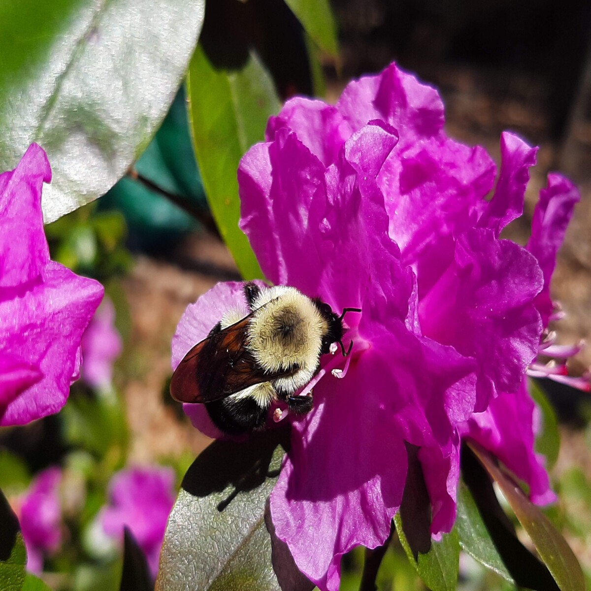 Bombus bimaculatus q