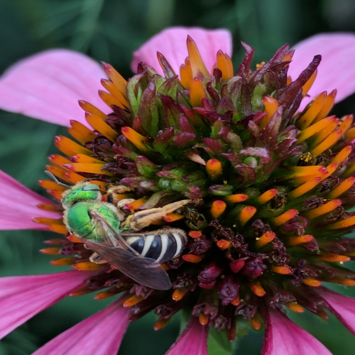Agapostemon virescens f