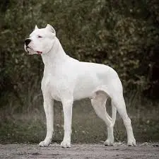 dogo