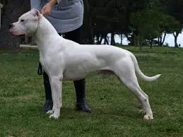 argentino