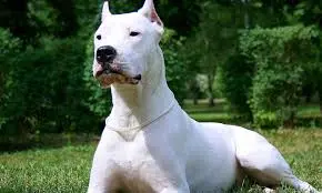dogo arg