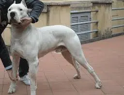 eccolo