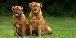 puppies