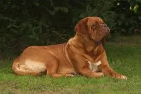 dogue