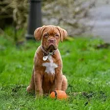 puppies