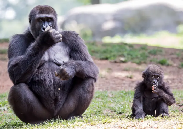 brainstorming_gorilla