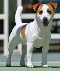 jack