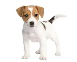 puppies