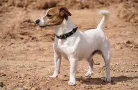 terrier