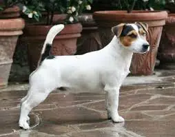 eccoloo