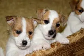 puppies