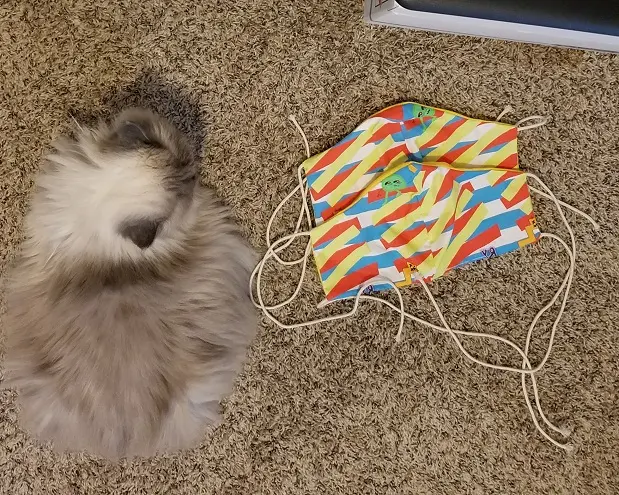Gitzy the cat and my new masks