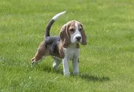 beagleee