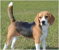 beagle