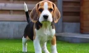 puppies