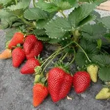 fragola