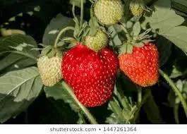 fragoli