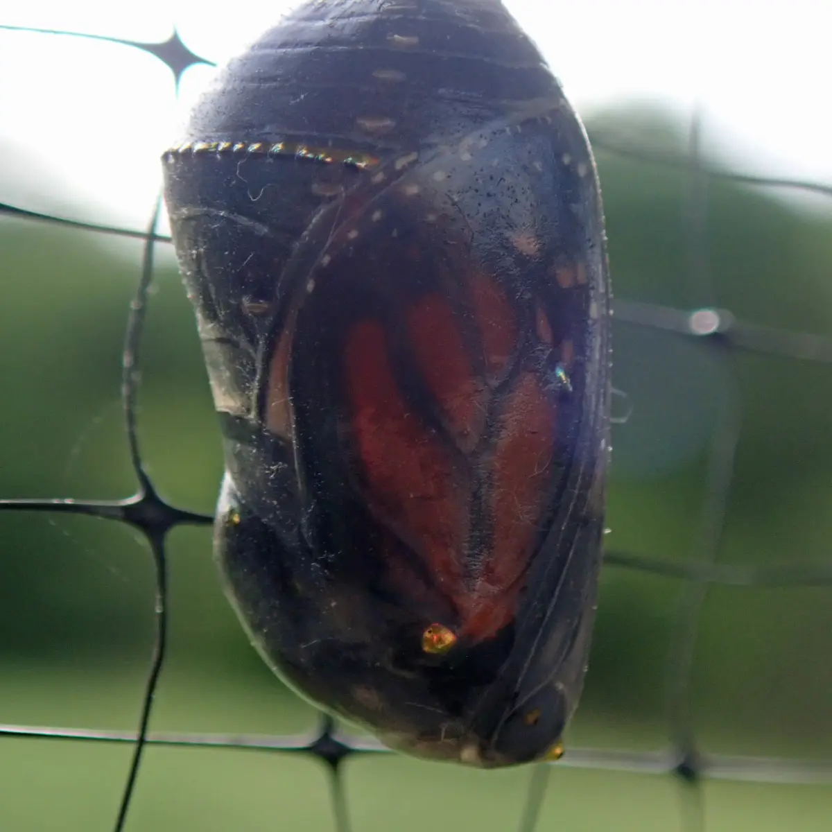 butterfly chrysalis