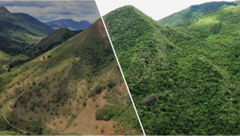 changes on the atlantic rainforest