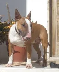 bulll