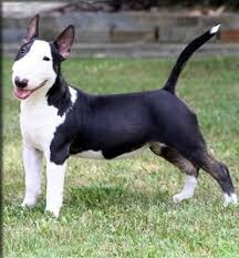 bull terrier