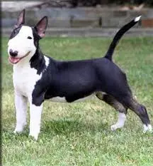 bull terrier