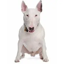 bullll