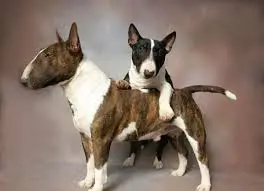puppies