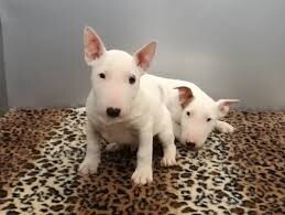 puppies