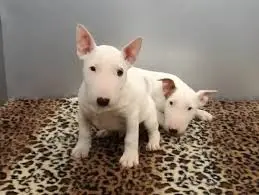 puppies