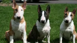 bull terrier