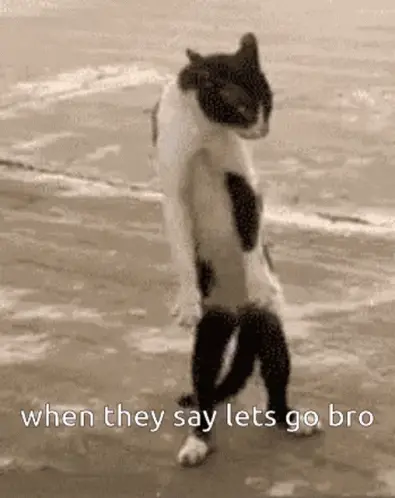 501546d459c8f21a2e281951b2ce78a0a09ffaf0e7734b7558a7bb98a108bfa0.gif