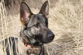lupo