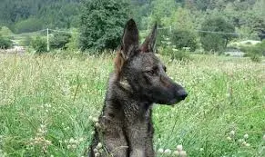 lupo i