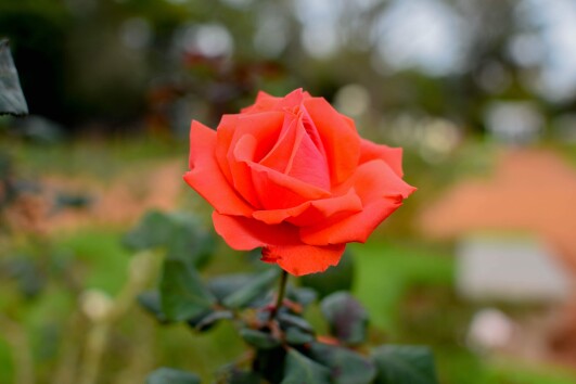 a619d31c95d386d648121ee10b5bee8d4392d36a40d87af68ea8e17d2742bde8.jpeg