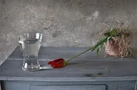 glass of water and dying rose