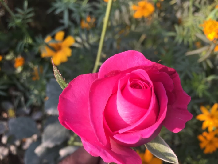190903265-701c2838266d722e52113ca63cd24ff5c0ec7347904bf6c709f10be0657c5f6d.jpeg