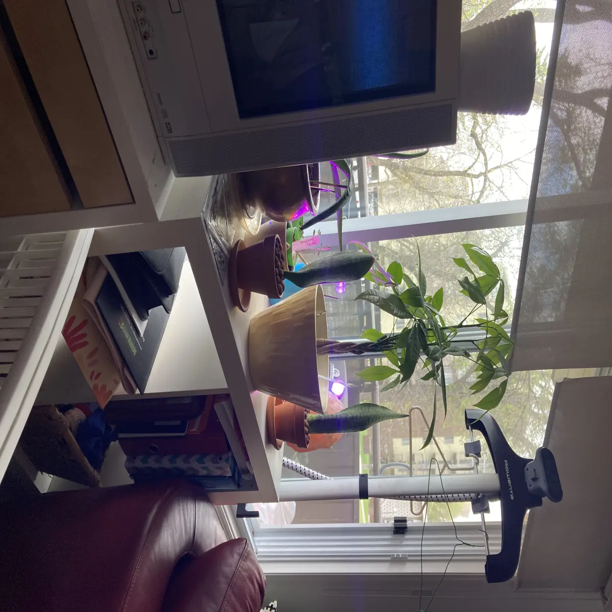 Plants 2