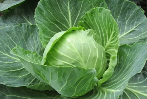 An image of fresh cabbage