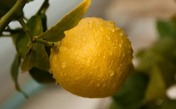 An image of fresh lemon fruit